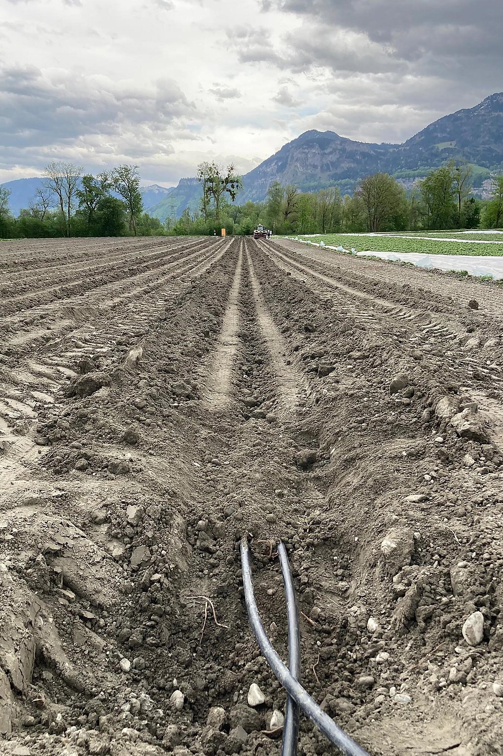 Asparagus field heating