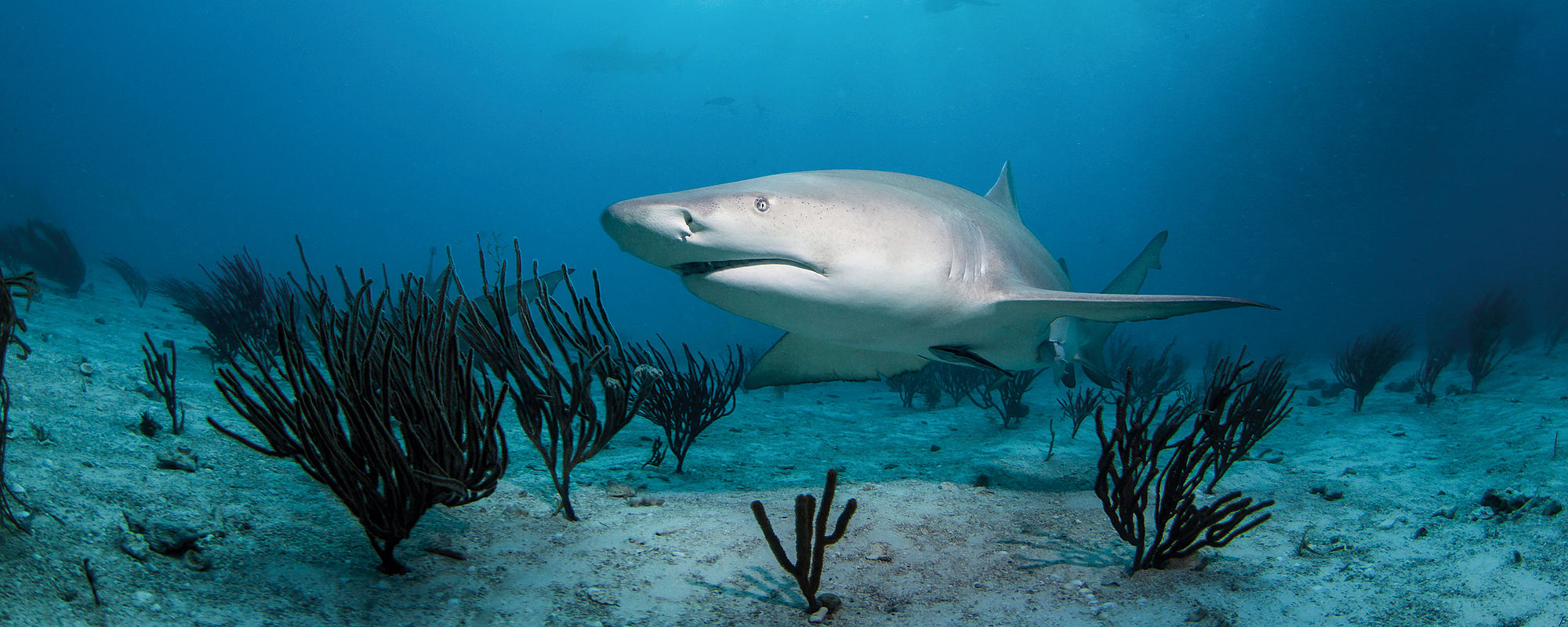 Jansen AG - JANSEN shark: Unsere Weltneuheit zu Ihrem Vorteil