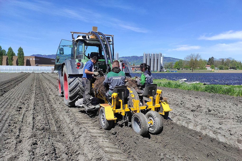 Asparagus field heating