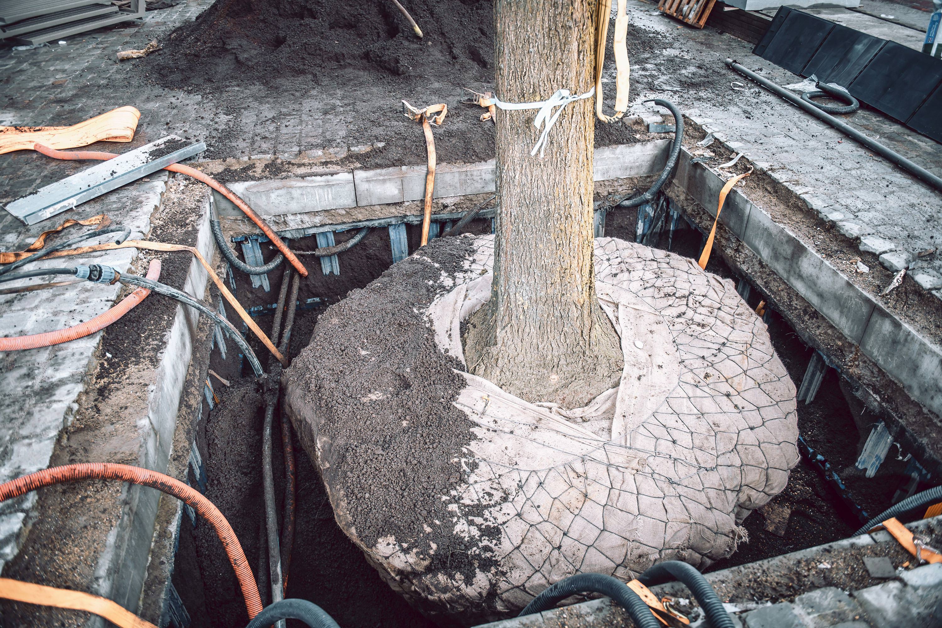 TreeTank – root chamber system